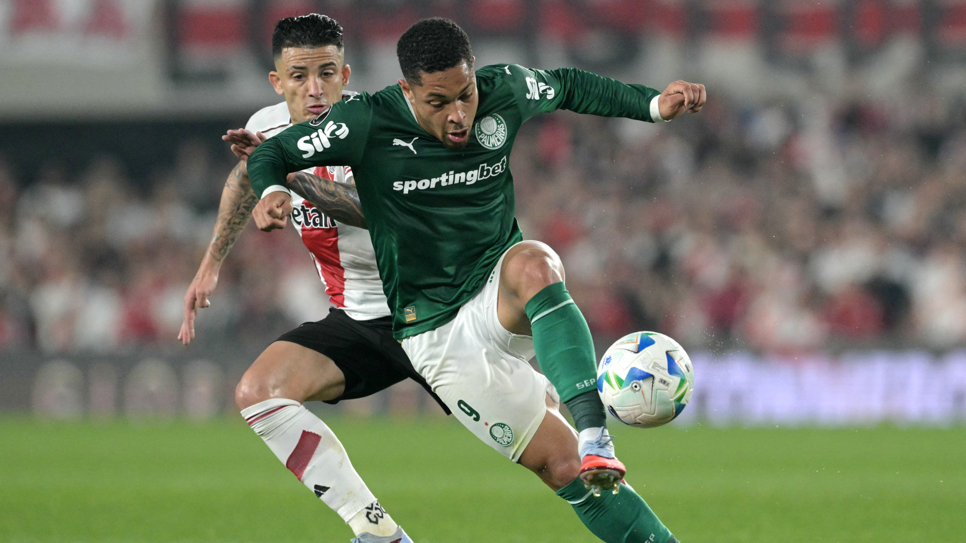 palmeiras