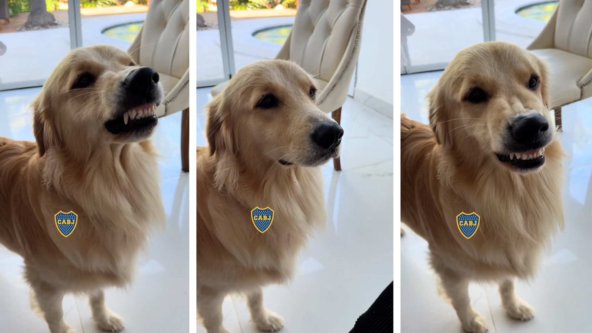 Dog hates River plate