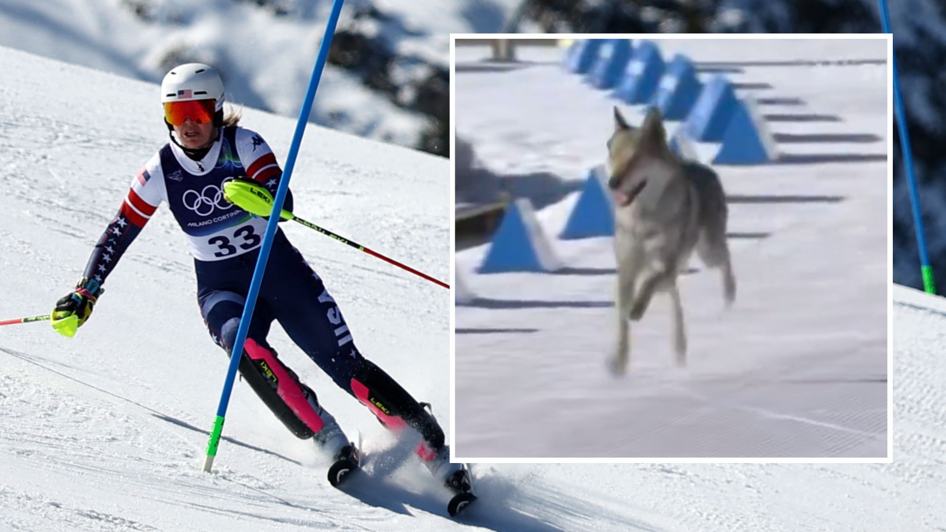 Ski Dog Winter Olympics